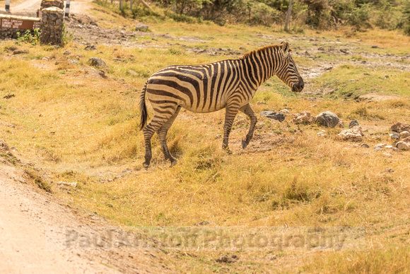 Amboseli National Park-647