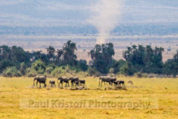 Amboseli National Park-655