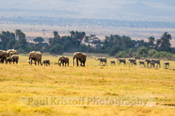 Amboseli National Park-658