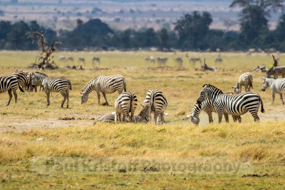 Amboseli National Park-659