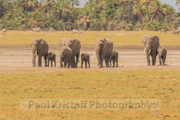 Amboseli National Park-668