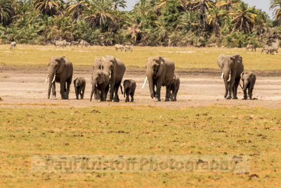 Amboseli National Park-669