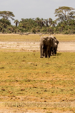 Amboseli National Park-670