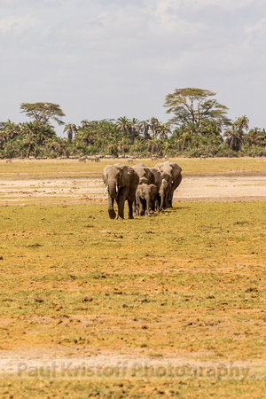 Amboseli National Park-671