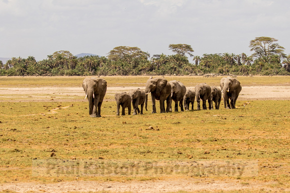 Amboseli National Park-682
