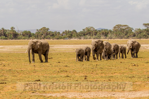 Amboseli National Park-684