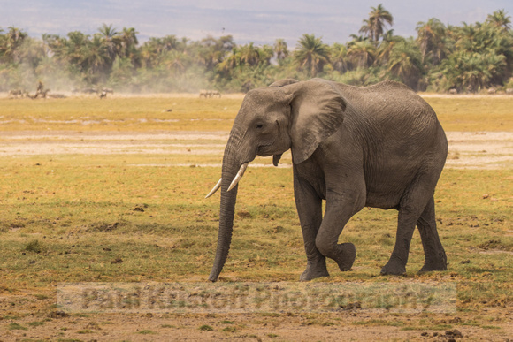 Amboseli National Park-687