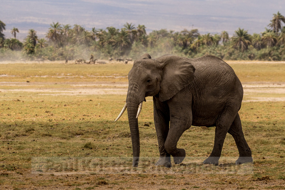 Amboseli National Park-688
