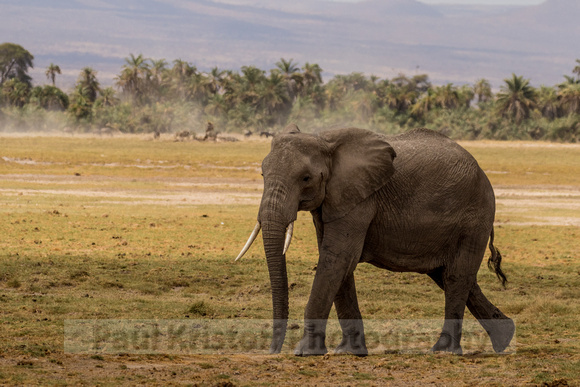 Amboseli National Park-689