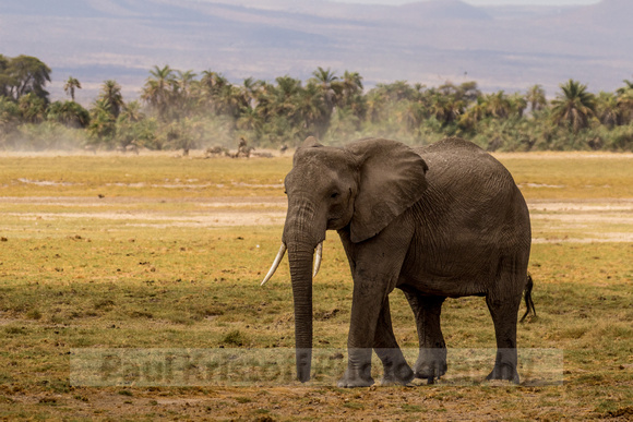 Amboseli National Park-690