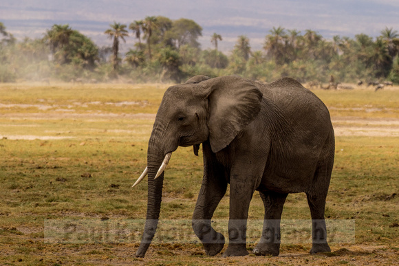 Amboseli National Park-692