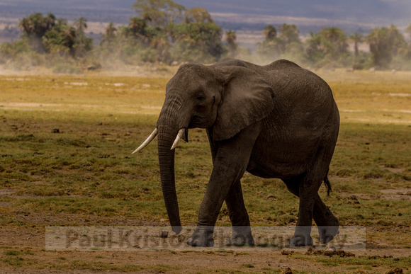 Amboseli National Park-695
