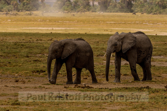 Amboseli National Park-696