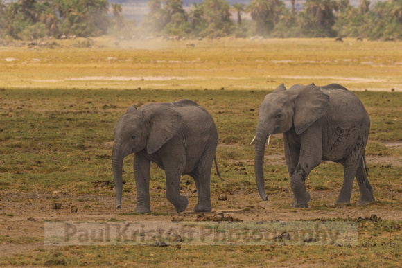 Amboseli National Park-697