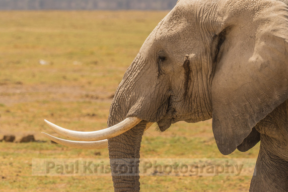 Amboseli National Park-712