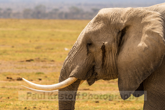 Amboseli National Park-713