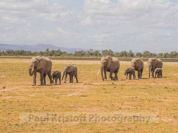 Amboseli National Park-717