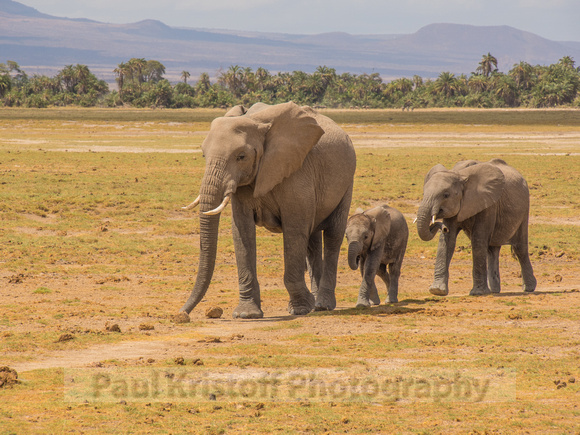 Amboseli National Park-719