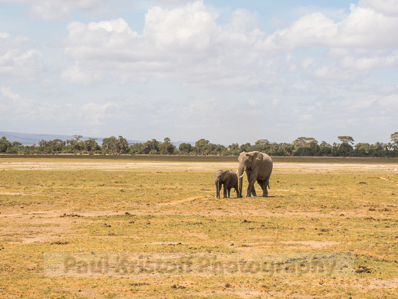Amboseli National Park-722