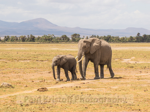 Amboseli National Park-727