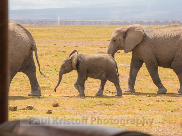 Amboseli National Park-730