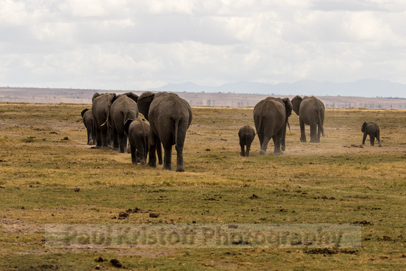 Amboseli National Park-748