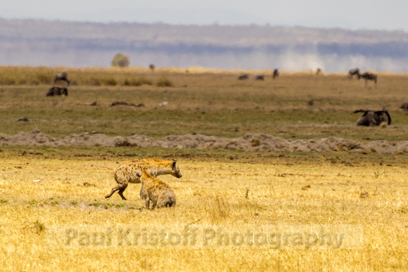 Amboseli National Park-924