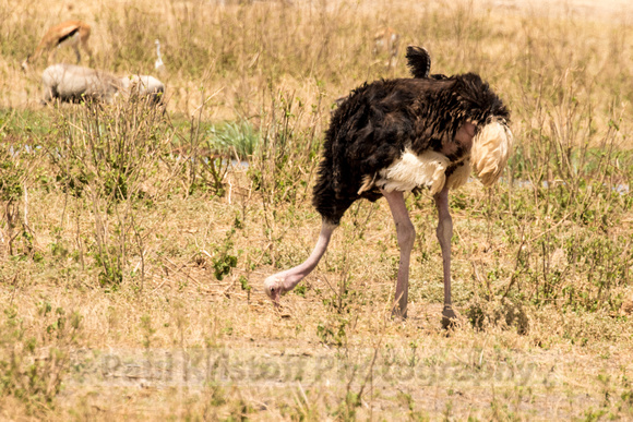 Amboseli National Park-936