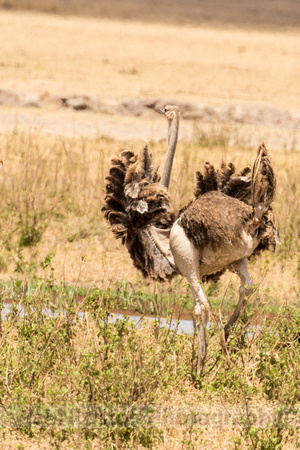 Amboseli National Park-939