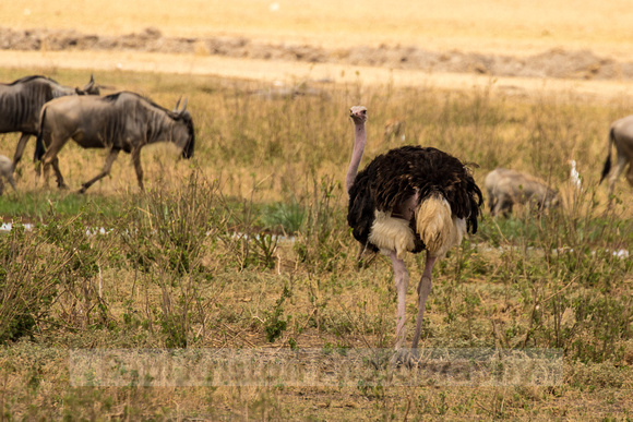 Amboseli National Park-947