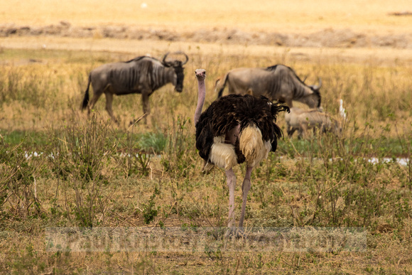 Amboseli National Park-951