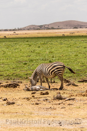 Amboseli National Park-1038