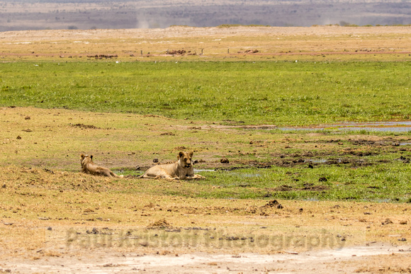Amboseli National Park-1072