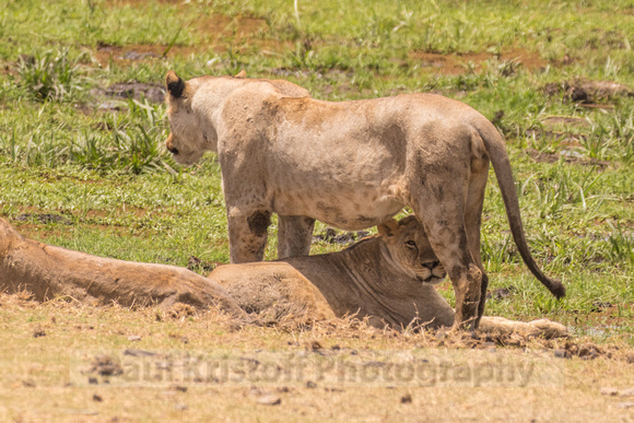 Amboseli National Park-1089