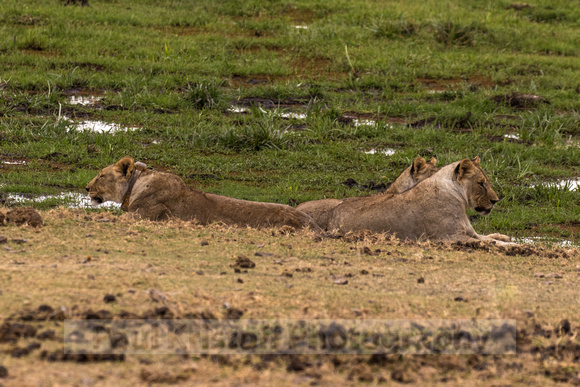 Amboseli National Park-1097