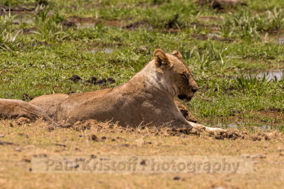 Amboseli National Park-1124