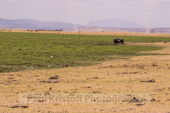 Amboseli National Park-1130