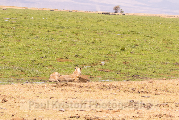 Amboseli National Park-1131