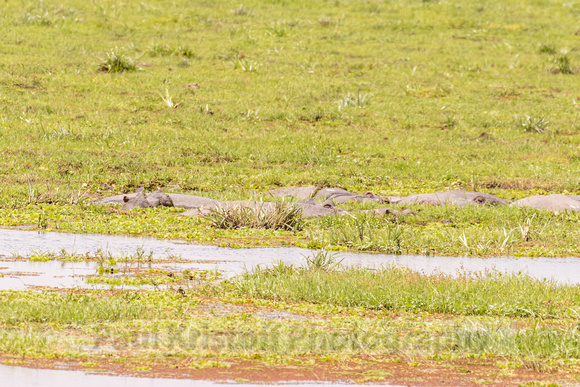 Amboseli National Park-1134