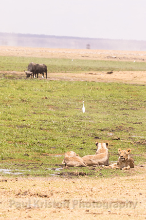 Amboseli National Park-1139