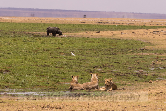 Amboseli National Park-1142