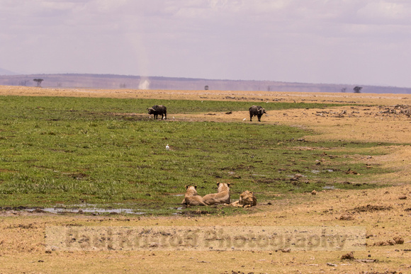Amboseli National Park-1150
