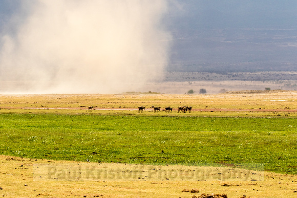 Amboseli National Park-1154