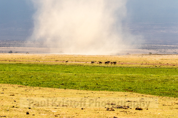Amboseli National Park-1155