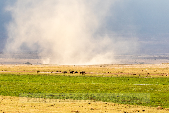 Amboseli National Park-1156