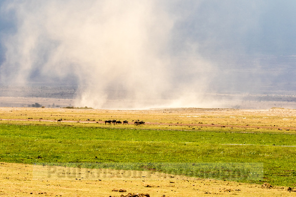 Amboseli National Park-1157