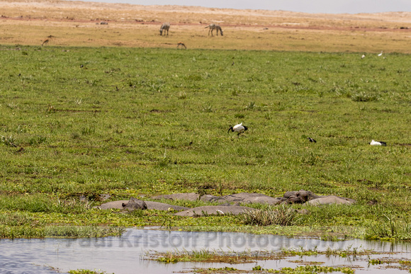 Amboseli National Park-1164