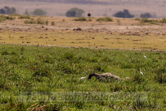 Amboseli National Park-1185