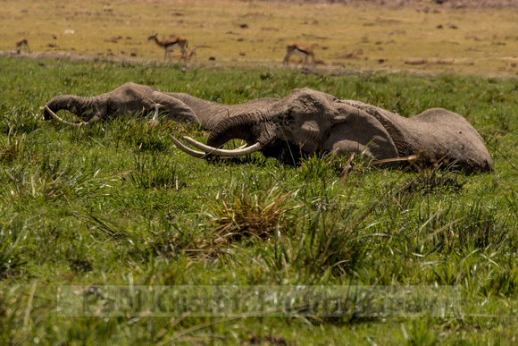 Amboseli National Park-1206