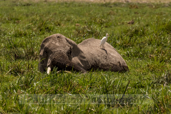 Amboseli National Park-1215